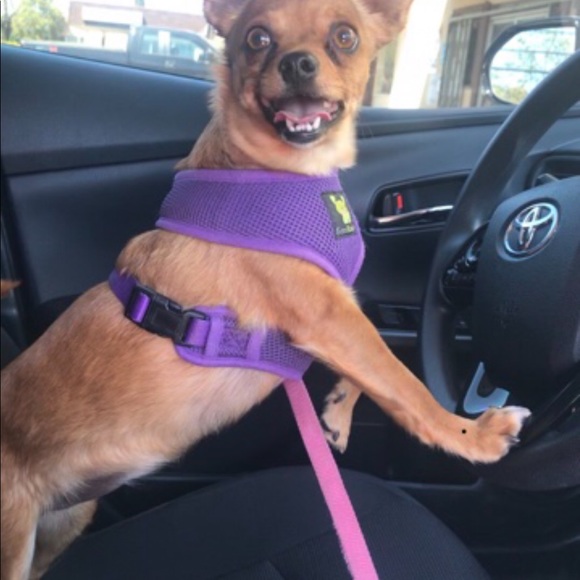 💖🎾🐶BELLA⭐️☀️🦋 - Picture 8 of 14